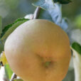 Pomme Canada Gris Mioulane MAP NPM 850415042
