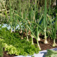 Potager Oignon Mioulane NPM 850318578