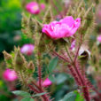 Rosa Goethe Mioulane MAP NPM 914375997