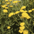 Achillea Coronation Gold Mioulane NewsJardinTV NPM GIP0101444