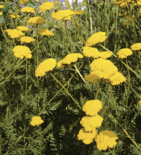 Achillea Coronation Gold Mioulane NewsJardinTV NPM GIP0101444