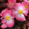Begonia Senator Rose Flor