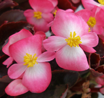 Begonia Senator Rose Flor