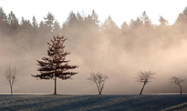 Brouillard Hiver Jardin Flora