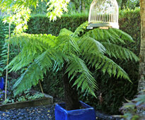 Dicksonia Mioulane NewsJardinTV MAP NPM 914378827