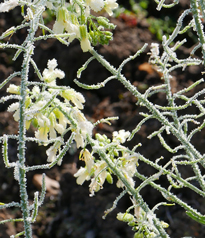 Givre Froid Hiver Jasminum nudiflorum Mioulane MAP NPM 2307517792