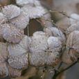 Givre Hiver Hortensia Mioulane MAP NPM 850278128
