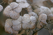 Givre Hiver Hortensia Mioulane MAP NPM 850278128