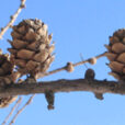 Larix decidua hiver Flora