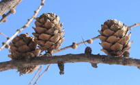 Larix decidua hiver Flora