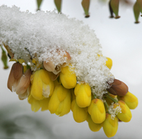 Mahonia Charity Hiver Neige Mioulane NewsJardinTV NPM 850278152