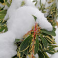 Neige Hiver Pieris Mioulane MAP NPM 914378216