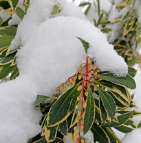 Neige Hiver Pieris Mioulane MAP NPM 914378216