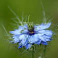 Nigella damascena Fleur Pasquel MAP NPA 080129547