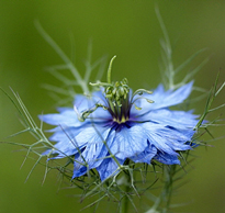 Nigella damascena Fleur Pasquel MAP NPA 080129547