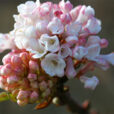 Viburnum farreri Mioulane MAP NPM 850426001
