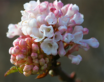 Viburnum farreri Mioulane MAP NPM 850426001