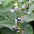 Vicia faba Mioulane NewsJardinTV 9N7B0910