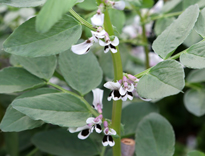 Vicia faba Mioulane NewsJardinTV 9N7B0910