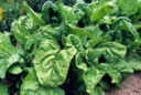 Epinard vignette NewsJardinTV MAP 0049922