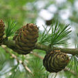 Larix decidua meleze Mioulane NewsJardinTV 79458124