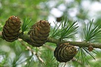 Larix decidua meleze Mioulane NewsJardinTV 79458124