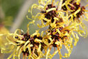 Hamamelis Mioulane MAP NPM 100330143