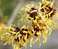 Hamamelis Mioulane MAP NPM 100330143