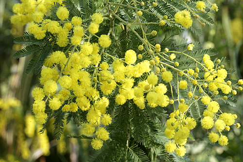 Mimosa Gaulois Astier Mioulane MAP NPM 850373027