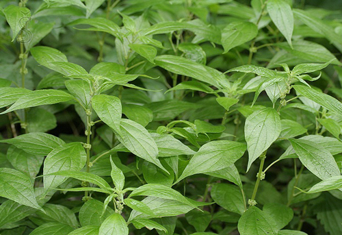 Parietaria officinalis NewsJardinV