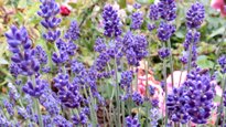 Lavandula bleu de Gien NewsJardinTV Vignette