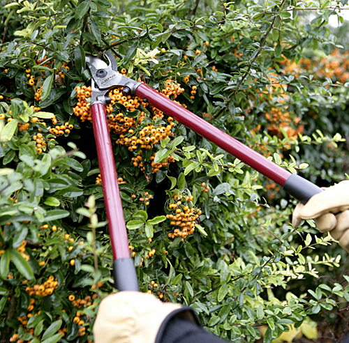 Taille pyracantha Mioulane MAP NPM 100305515