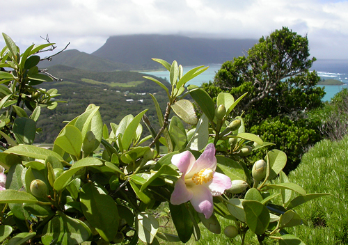 Lagunaria patersonia Biotope Lord Howe