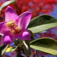 Lagunaria patersonia Petite Flora