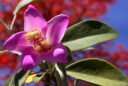 Lagunaria patersonia Petite Flora