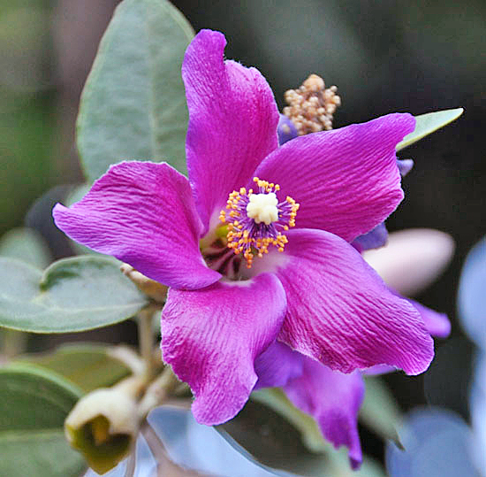 lagunaria patersonia royal purple