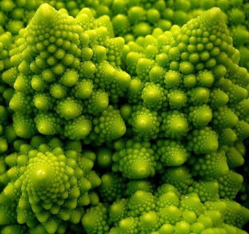 Chou Romanesco Fractale NewsJardinTV