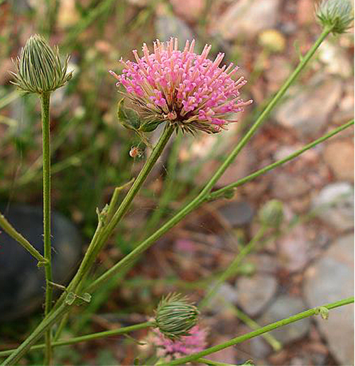 Dicoma schimperi fleur