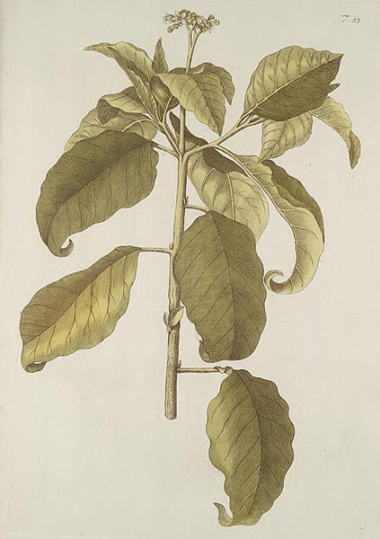 Hortus botanicus vindobonensis Solanum