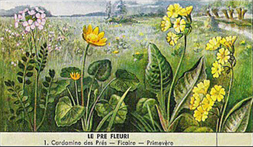 Prairie fleurie Octave Mirbeau