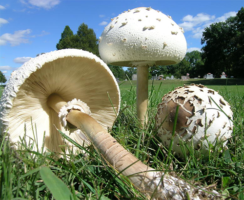 chlorophyllum molybdites Lepiode Morgan