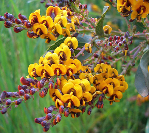 daviesia latifolia Australie Fabaceae