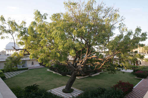 Azadirachta indica neem Mioulane MAP NPM 850291268