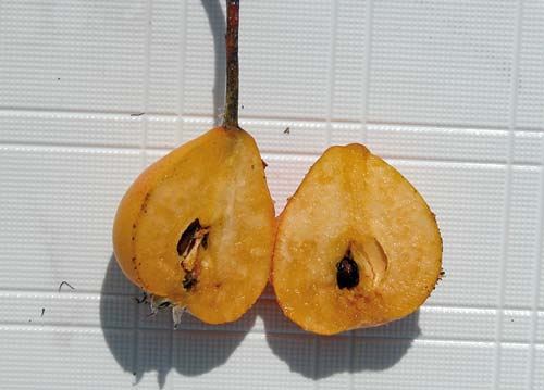 Fruit ouvert de Sorbopyrus