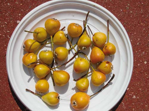 Fruits de Sorbopyrus