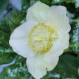 Helleborus niger Mioulane NewsJardinTV P1120947