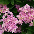 Hydrangea Eternity Mioulane MAP NPM 850308120