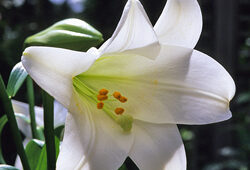 Lilium candidum Mioulane MAP NPM GIP0088559