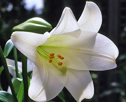 Lilium candidum Mioulane MAP NPM GIP0088559