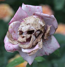 Rose Morte